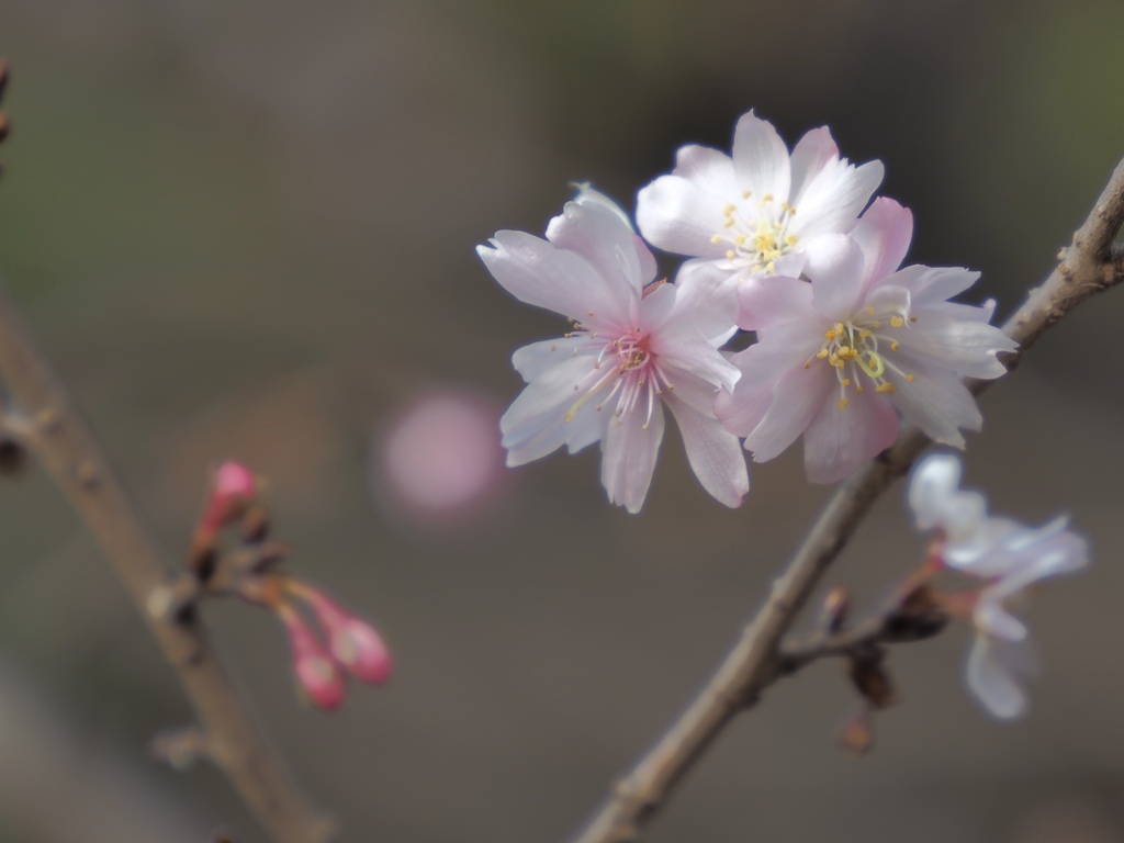 冬桜　Ⅶ
