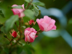 開花予想は明日