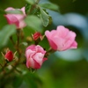開花予想は明日