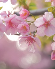 河津桜①