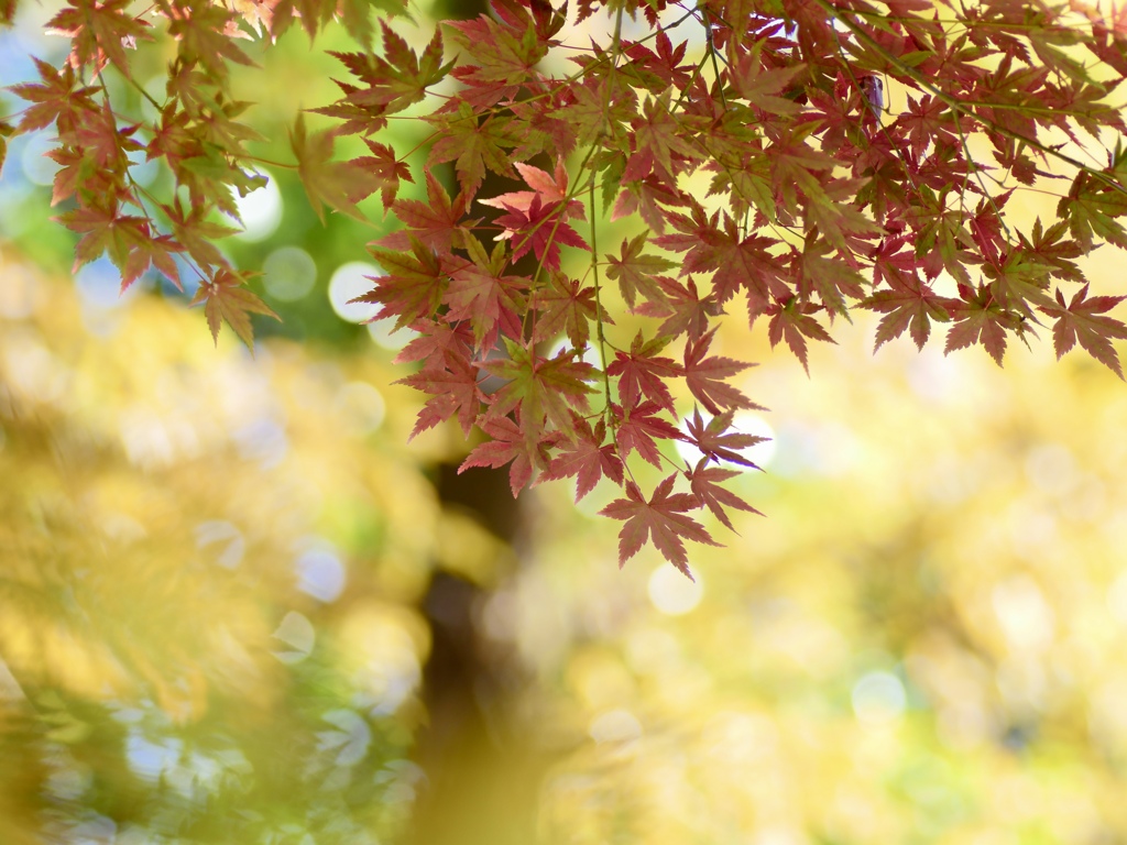 明るい紅葉