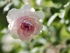 ふんわりピンク