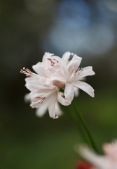 ダイヤモンドリリー