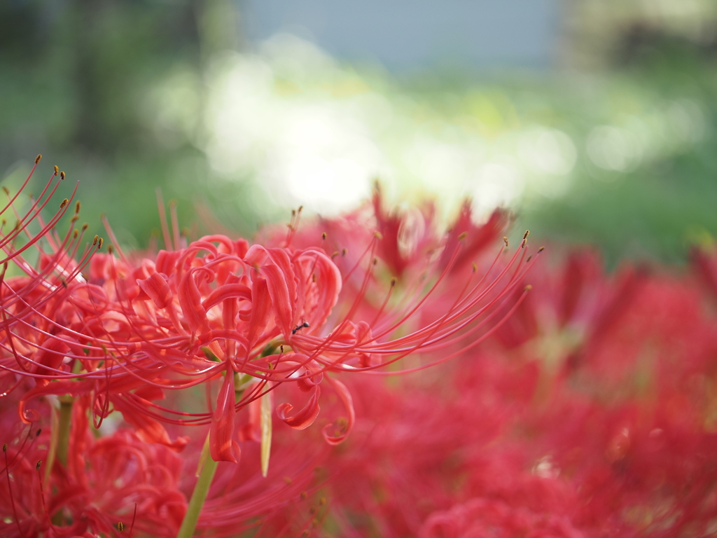赤の曼珠沙華