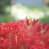 赤の曼珠沙華