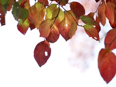 紅葉がすすんでます