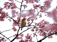 オカメザクラとメジロ