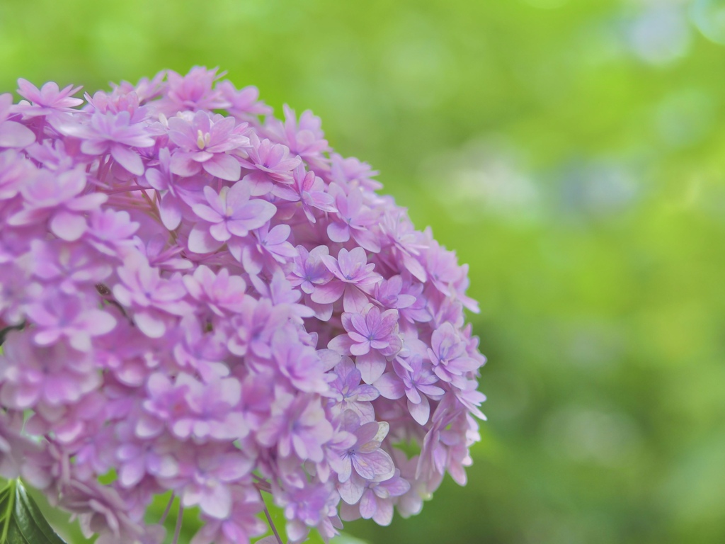 ピンクの紫陽花