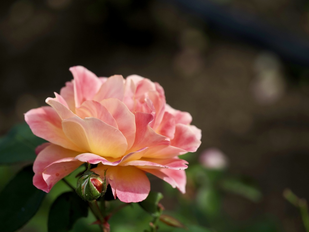秋薔薇