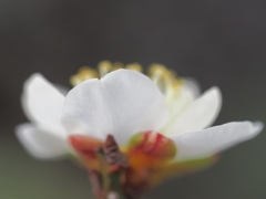 白 梅 白 梅