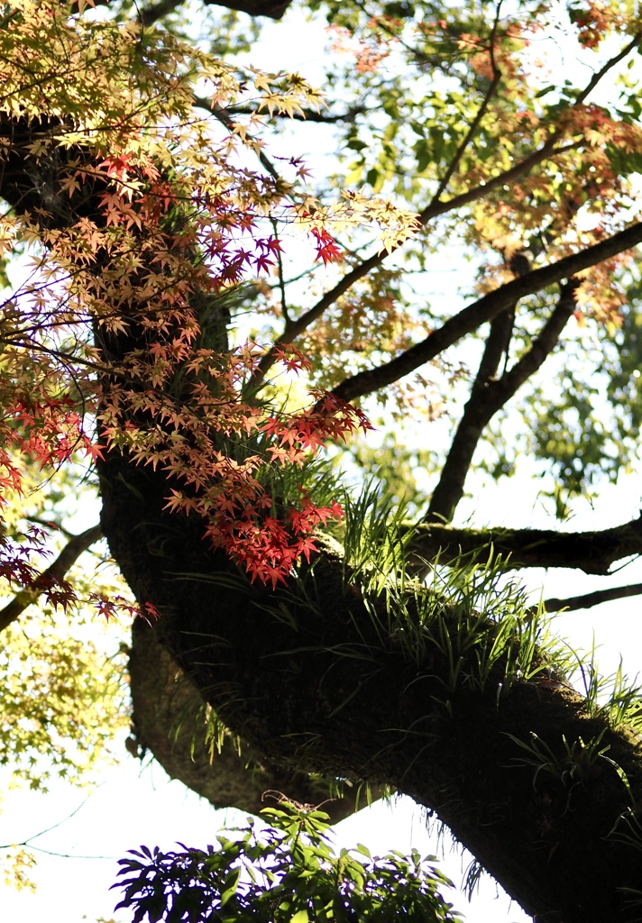 色づいてきました