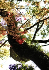 色づいてきました