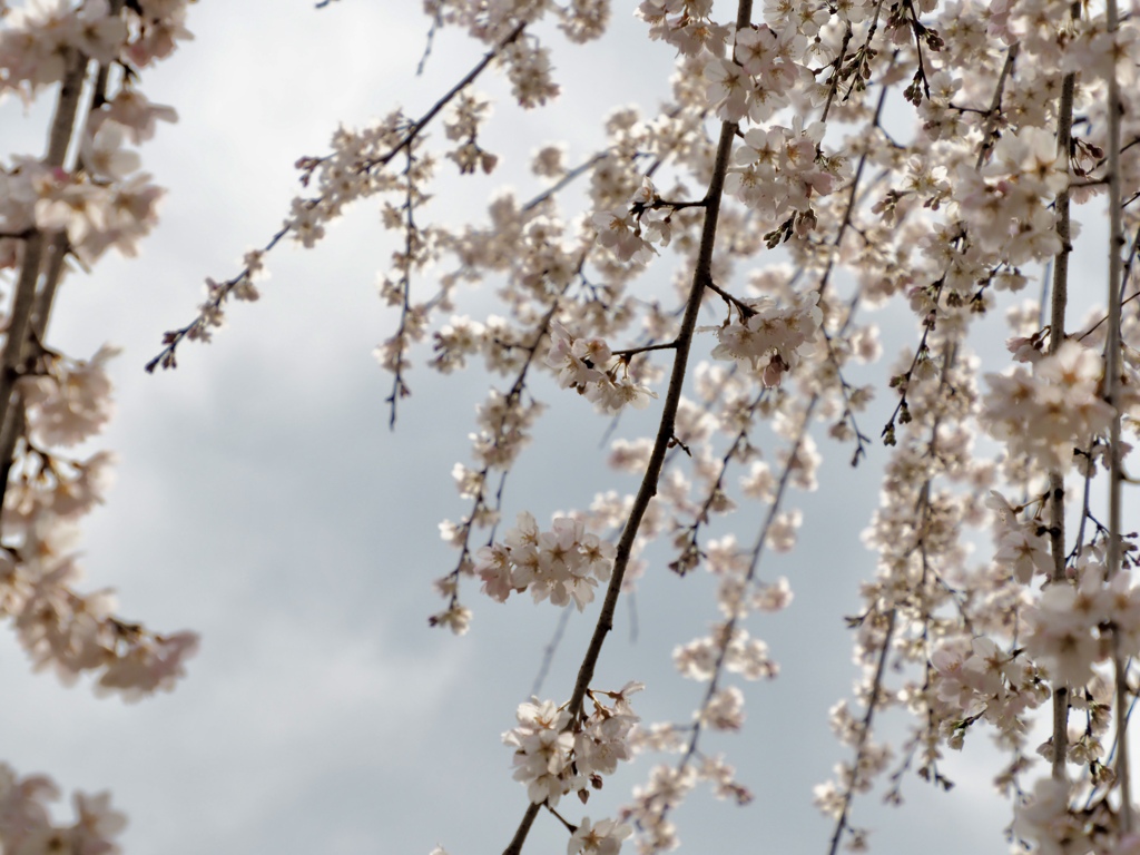 枝垂桜　②