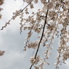 枝垂桜　②