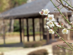 旧藤田邸庭園の梅