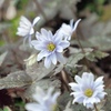 春の花　③