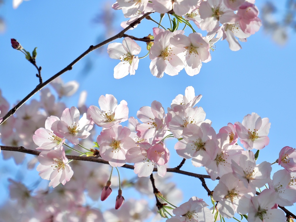 春の光　桜
