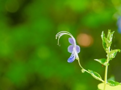 木陰は涼しい