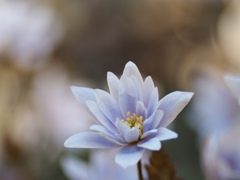 春の妖精　④
