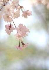 枝垂れ桜