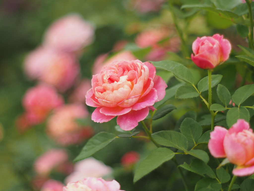 秋薔薇