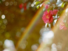 山茶花
