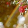 山茶花