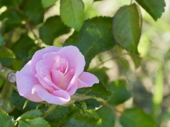 秋薔薇　
