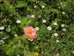 夏の花壇(バラと源平小菊)