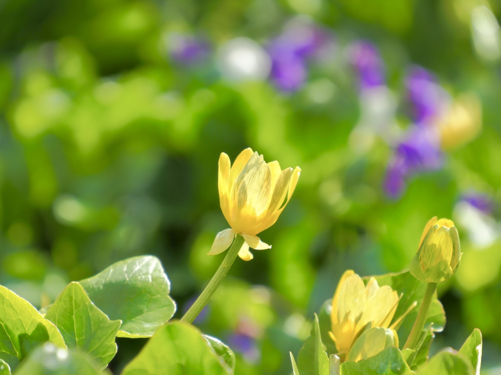 春の花