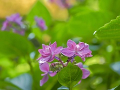 濃いピンクの紫陽花