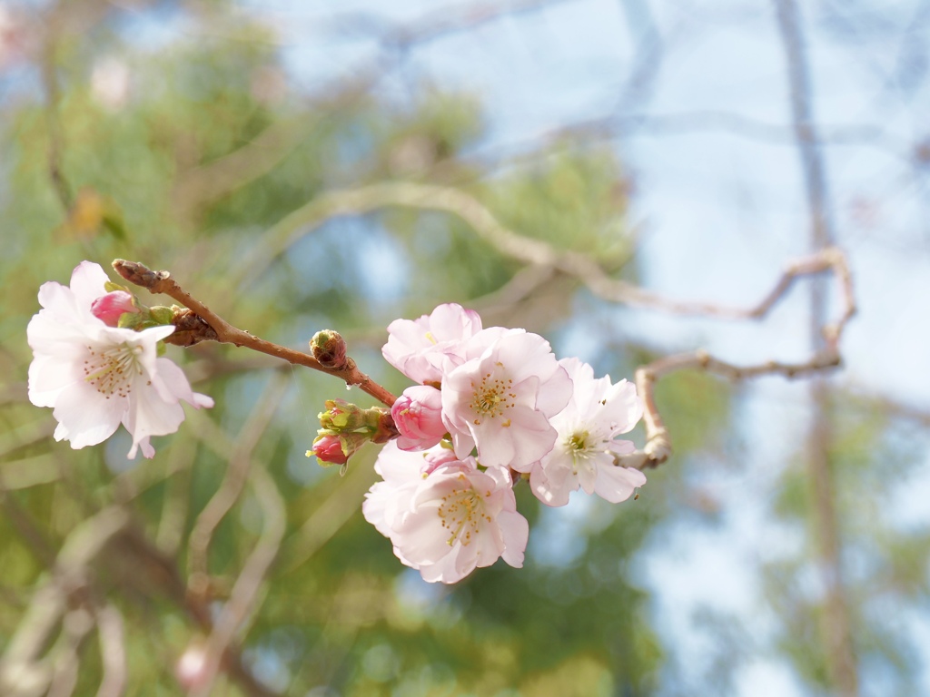 冬の桜