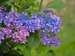 華やかな紫陽花