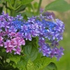 華やかな紫陽花