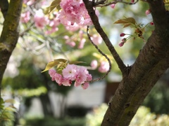 八重の桜も咲きました