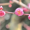 摩耶紅　②