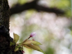 名残りの花