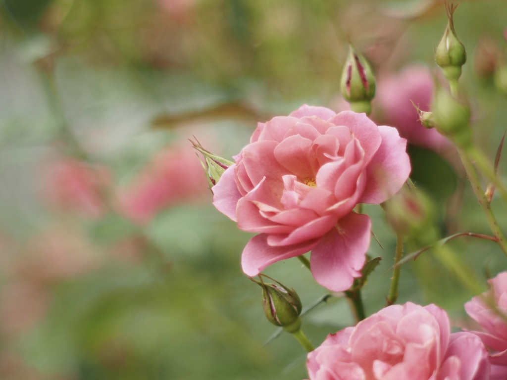秋薔薇