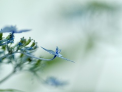 霧の中の紫陽花　②