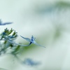 霧の中の紫陽花　②