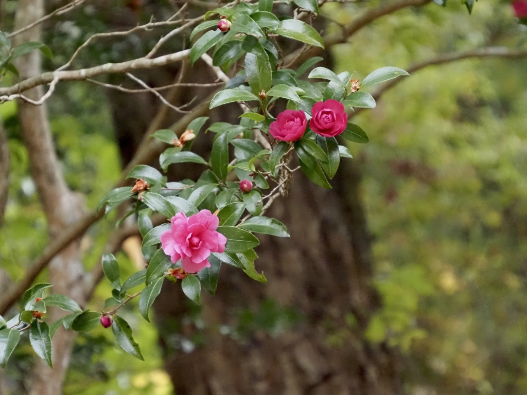 山茶花