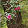 山茶花