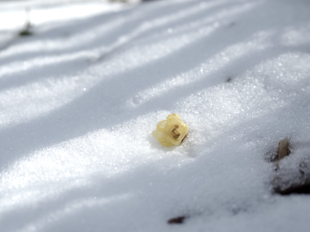 雪と蝋梅
