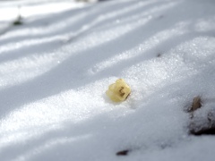 雪と蝋梅