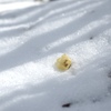 雪と蝋梅
