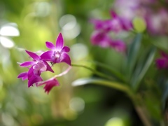 温室の花　⑤