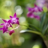 温室の花　⑤