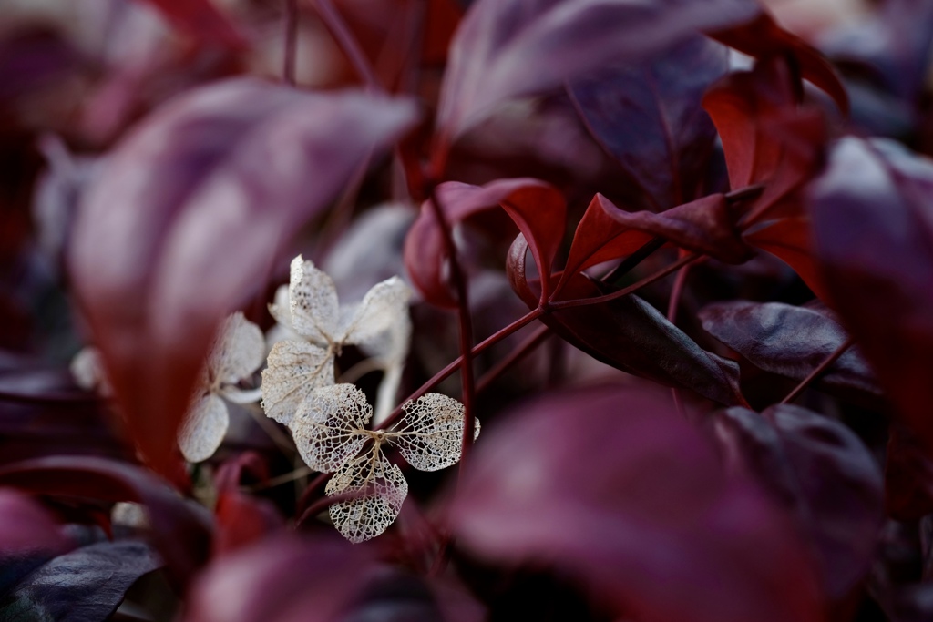 枯れても美しい花