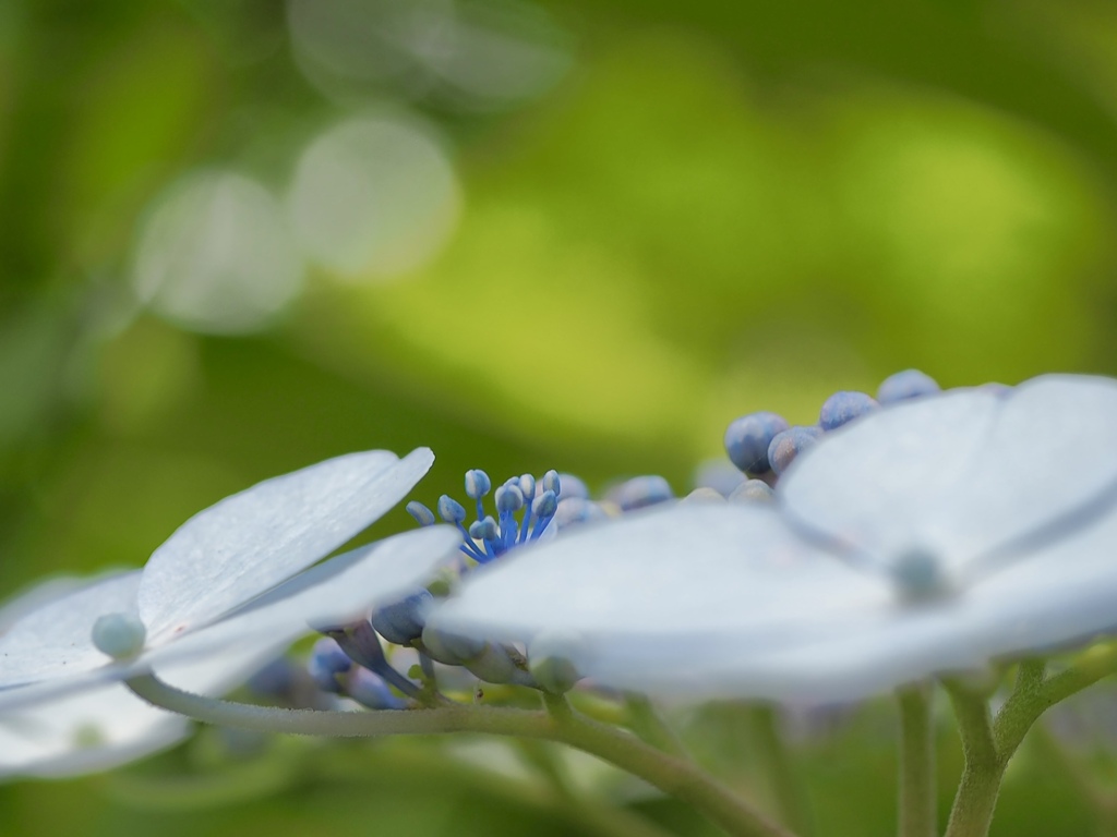 紫陽花