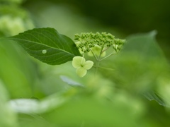 夏の緑